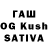Галлюциногенные грибы Psilocybine cubensis UKM8