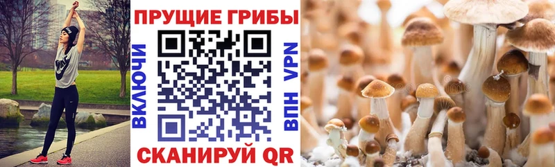 Псилоцибиновые грибы прущие грибы  Кировград 